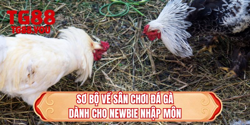 Sơ bộ về sân chơi đá gà dành cho newbie nhập môn